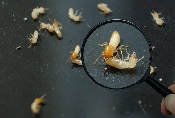Are You Ready For Termite Season termite infestation in greenville south carolina