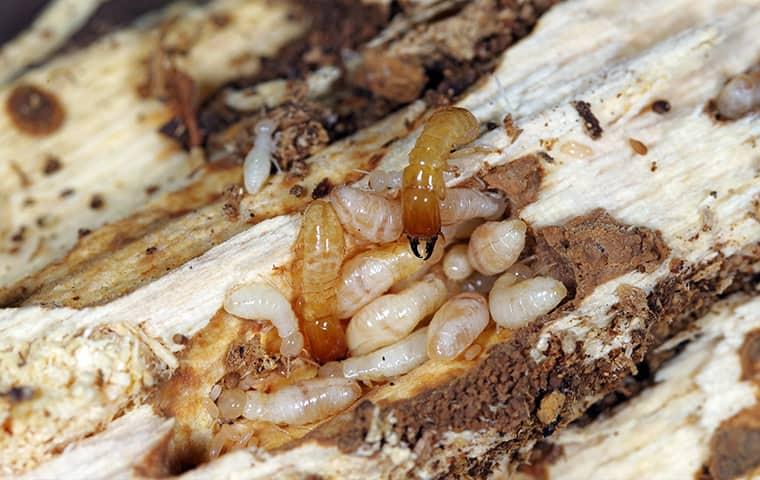 Avoid Costly Termite Damage & Learn The Warning Signs Today a very large growing colony of termites fully borrowed through a wooden structure on a greenville property