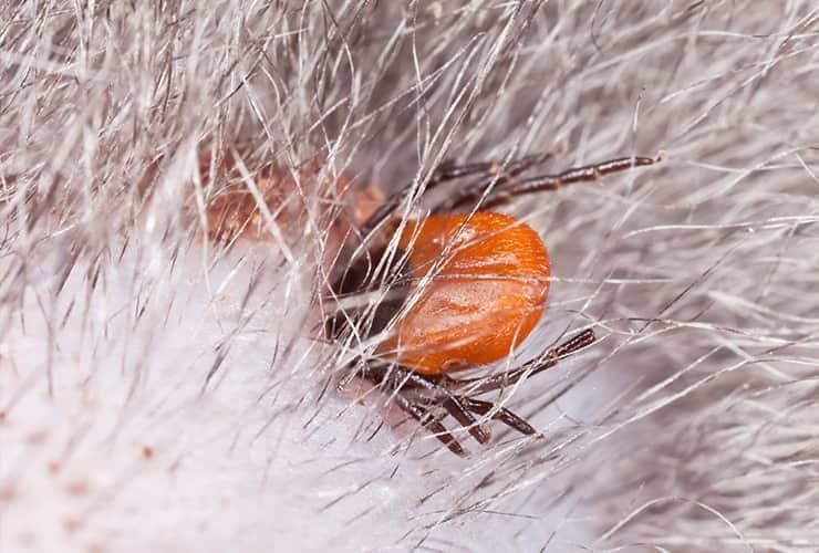 Learn More About How To Protect From Ticks tick feeding on a deer