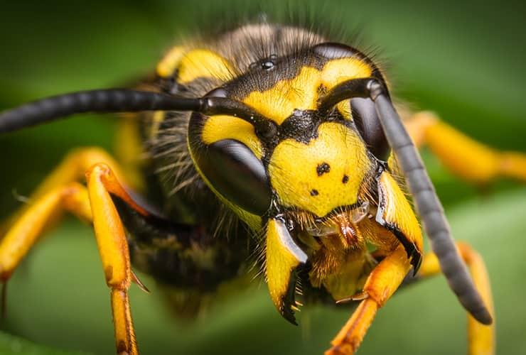 Protect Your Property From Wasps Today wasp in greenville south carolina