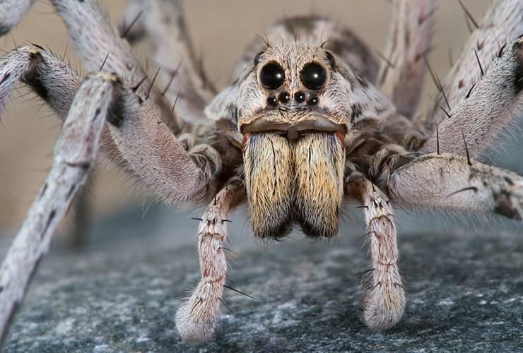 Are Wolf Spiders Dangerous wolf spider close up picture