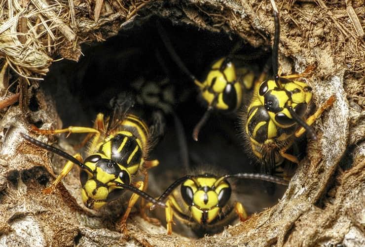 Prevent Yellow Jackets yellow jackets looking out of a nest