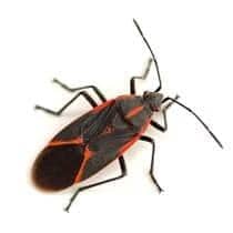 Box Elder Bug Identification illustration of what a box elder bug looks like