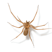 Brown Recluse Spider Identification illustration of what a brown recluse spider looks like in south carolina
