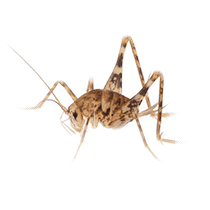 Camel Cricket Identification illustration of what a camel cricket looks like in south carolina