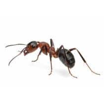 Carpenter Ant Identification illustration of what carpenter ants look like in south carolina