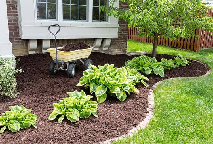 Landscaping Tips To Avoid Carpenter Ants mulch where carpenter ants in south carolina nest