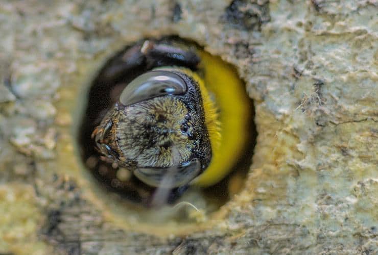 Carpenter Bee Hole carpenter bee hole in greenville
