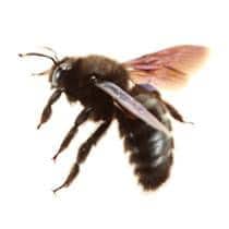 Carpenter Bee Identification illustration of what a carpenter bee looks like in south carolina