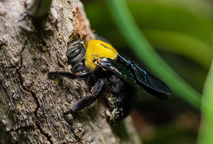 Carpenter Bee Control carpenter bee in greenville south carolina