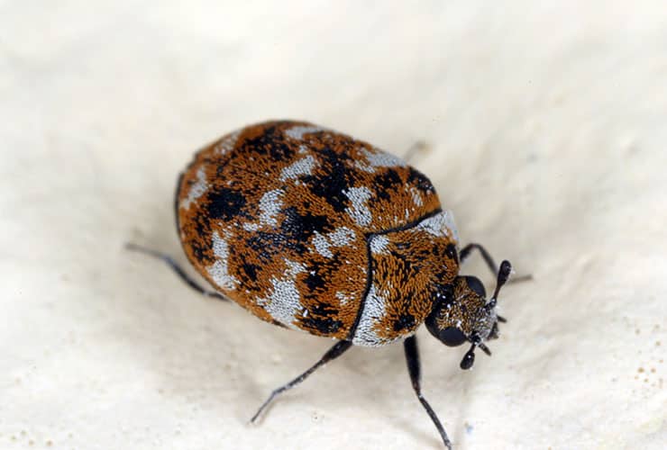 carpet beetle on a rug in a greenville sc home