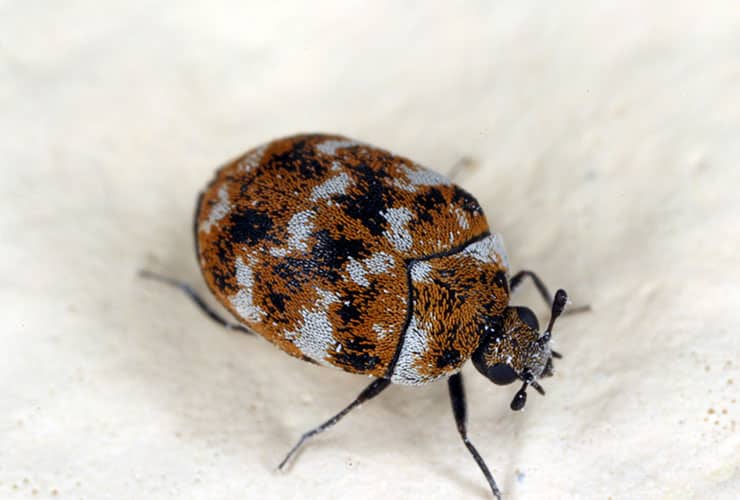 How To Tell The Difference Between Bed Bugs And Carpet Beetles Thrasher Termite Pest Control