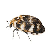 Carpenter Beetle illustration of what a carpet beetle looks like in south carolina