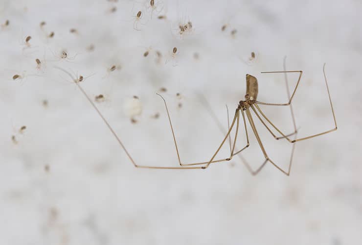 long body cellar spider is it poisonous