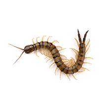 Centipede Identification illustration of what a centipede looks like in south carolina