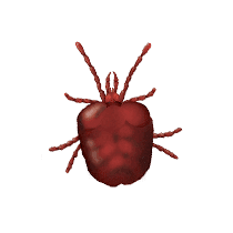 Chigger Identification illustration of what a chigger looks like in greenville