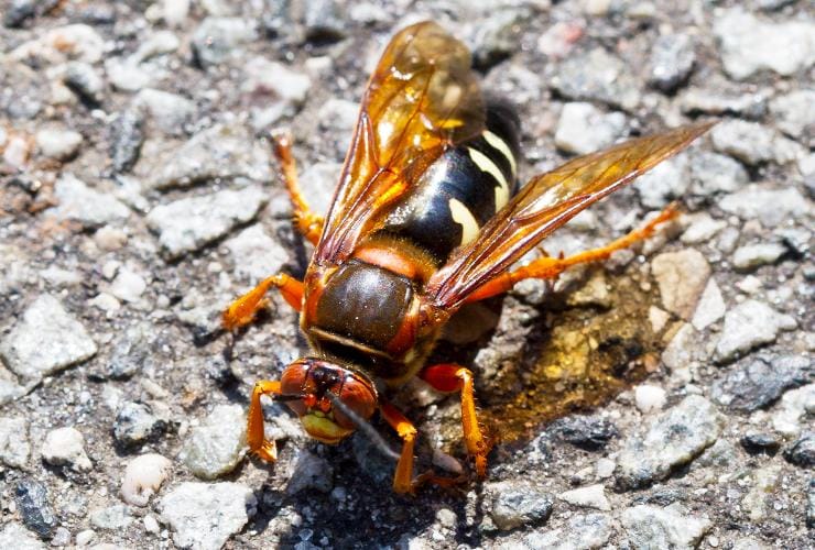 Avoid Wasp Stings With Our Pest Control Solutions a cicada killer rests on pavement outside a greenville south carolina home