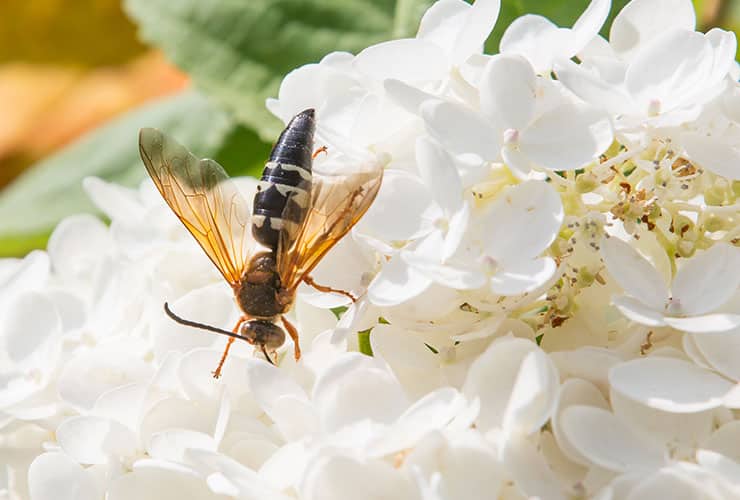 Cicada Killer Wasp Identification cicada killer wasp on flowers in boiling springs sc