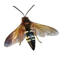 Cicada Killer Wasp Identification illustration of what a cicada killer wasps looks like