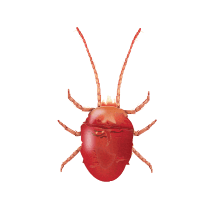 Clover Mite Identification illustration of what a clover mite looks like in south carolina