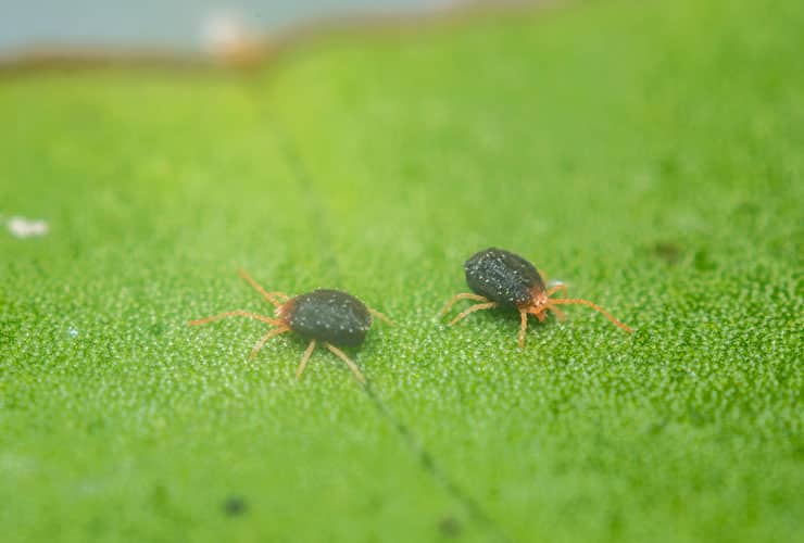 south-carolina-pest-guide-to-clover-mites