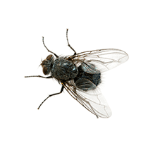 Cluster Fly Identification illustration of what a cluster fly looks like in south carolina
