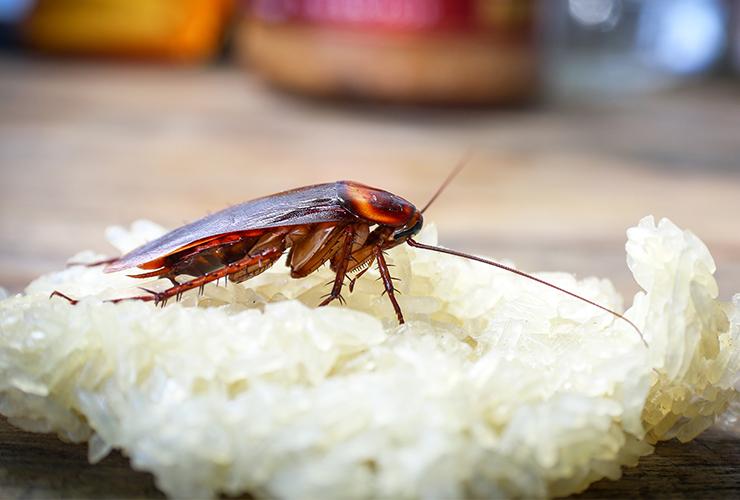Learn More About German Cockroaches cockroach on bread