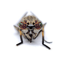 Deer Fly Identification illustration of what a deer fly looks like