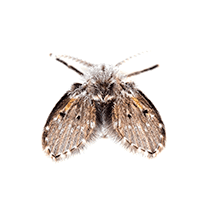 Drain Fly Identification drain fly illustration
