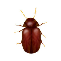 Drugstore Beetle Identification illustration of what a drugstore beetle looks like