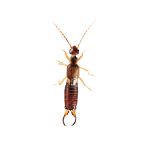Earwig Identification illustration of what an earwig looks like