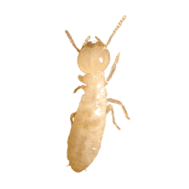 Termite Identification illustration of what a termite looks like in south carolina