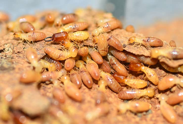 Eastern Subterranean Termite Identification eastern subterranean termites in greenville sc