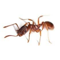 Fire Ant Identification what fire ants look like in anderson and south carolina