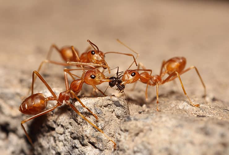 Fire Ant Identification fire ants in greenville south carolina