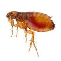 Flea Identification illustration of what fleas look like in sapphire nc and south carolina
