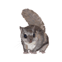Flying Squirrel Identification illustration of flying squirrel in south carolina