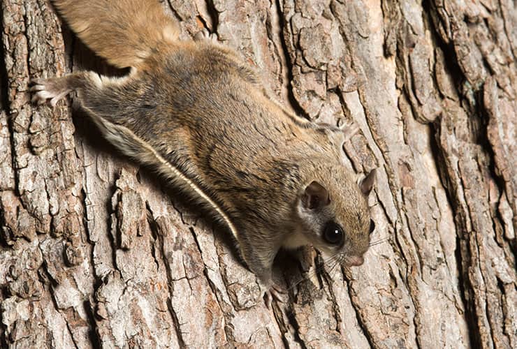 Flying Squirrel Identification flying squirrel in spartanburg
