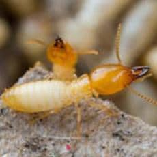 Termites Feed On The Recruit HD Bait While Out Foraging foraging termites in greenville south carolina