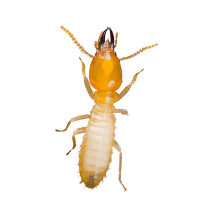 Formosan Termite Identification illustration of what a formosan termite looks like in south carolina
