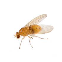 Fruit Fly Identification what a fruit fly looks like