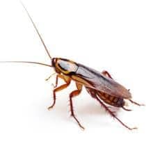 German Cockroach Identification what a german roach looks like in greenville and sc