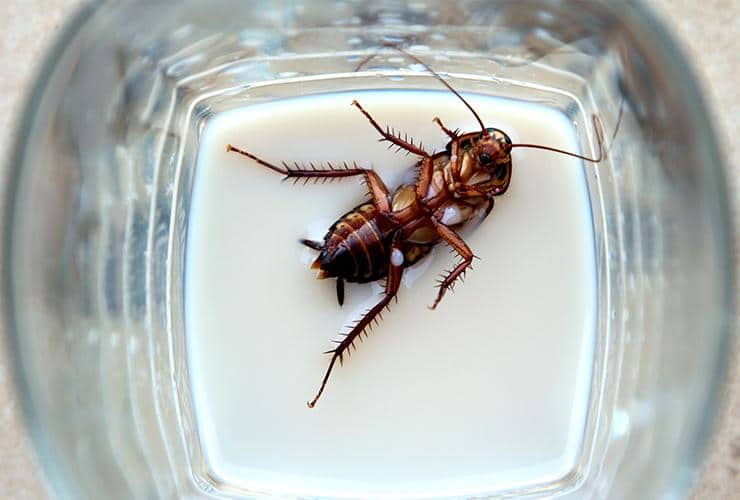 German Roach In A Glass german cockroach in glassware at restaurant