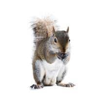 Gray Squirrel Identification what a gray squirrel looks like