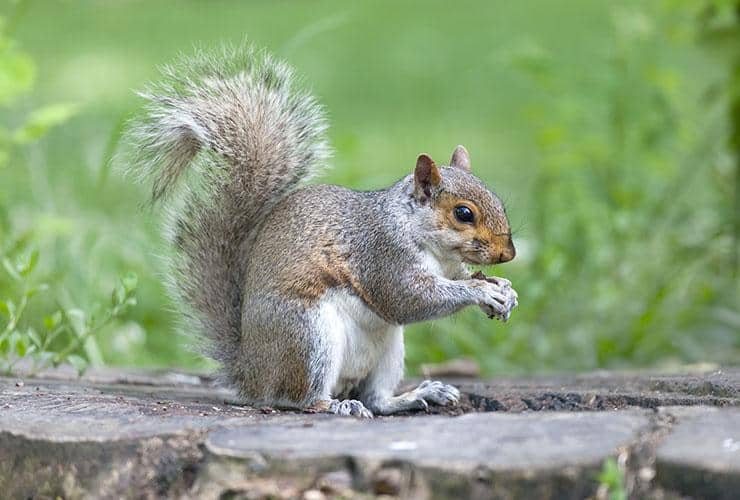 Find Out All The Problems Squirrels Cause In Greenville SC gray squirrel outside home