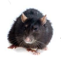 Roof Rat Identification what a roof rat looks like in greenville and sc