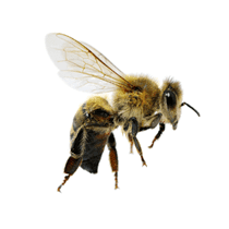 Honey Bee Identification what a honey bee looks like
