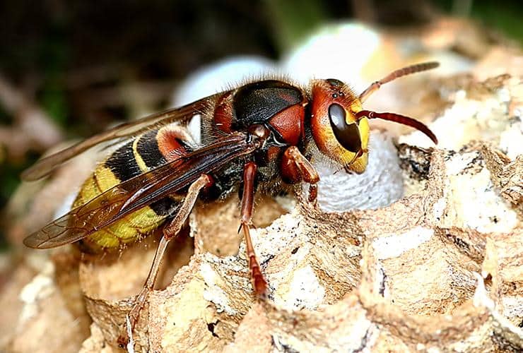 You Should Leave Hornets To The Professionals close up image of a hornet