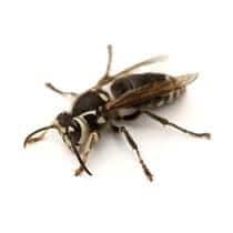 Hornet Identification hornet in south carolina