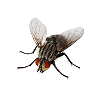 House Fly Identification house fly illustration